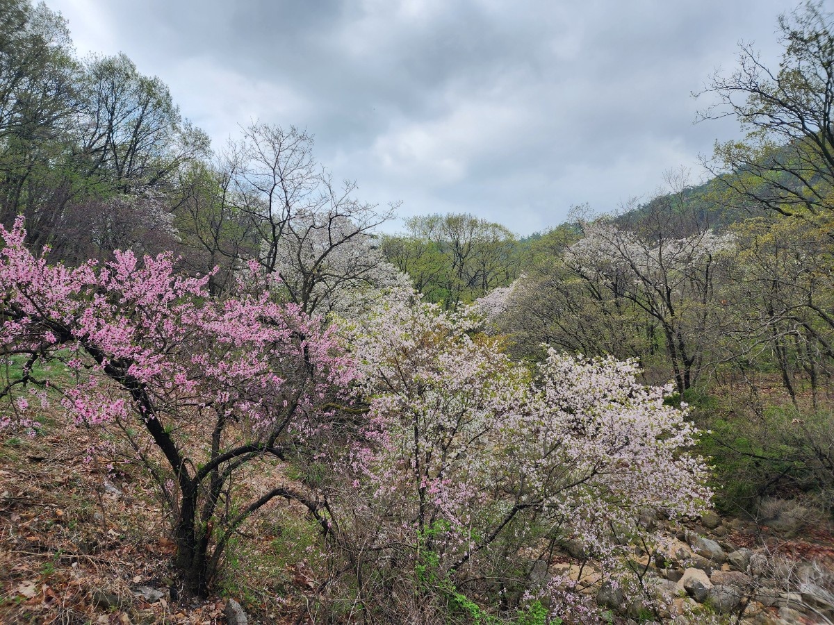 안양 수목원 이미지 사진