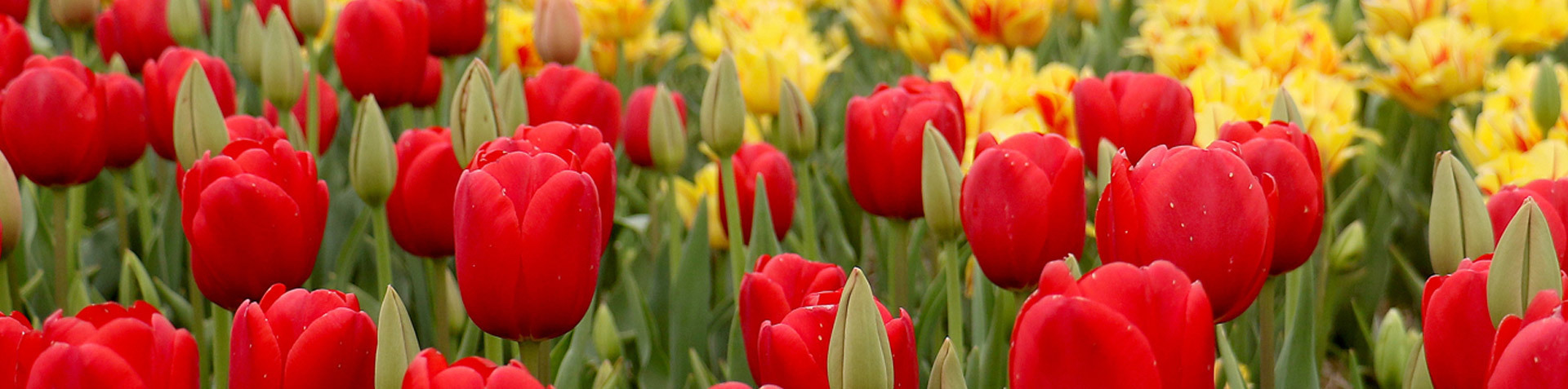 2024 태안 튤립축제