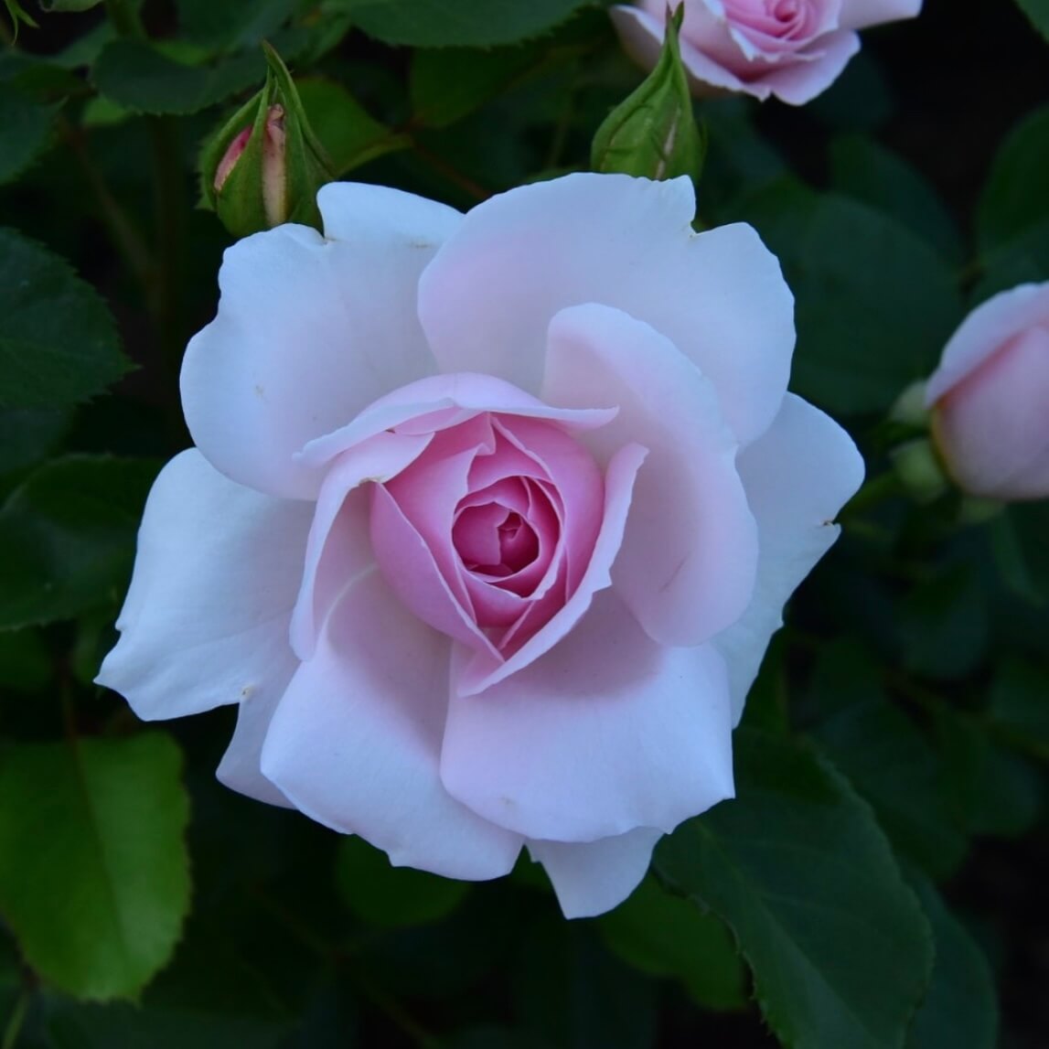 울산대공원 장미축제