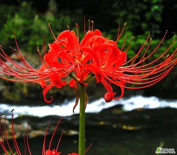 꽃무릇과 상사화 차이 요약 정리를 한눈에_9