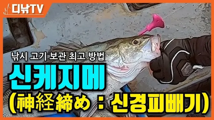 낚시 잡은 고기 보관법 아이스박스 얼음 해수 관리 요령_1