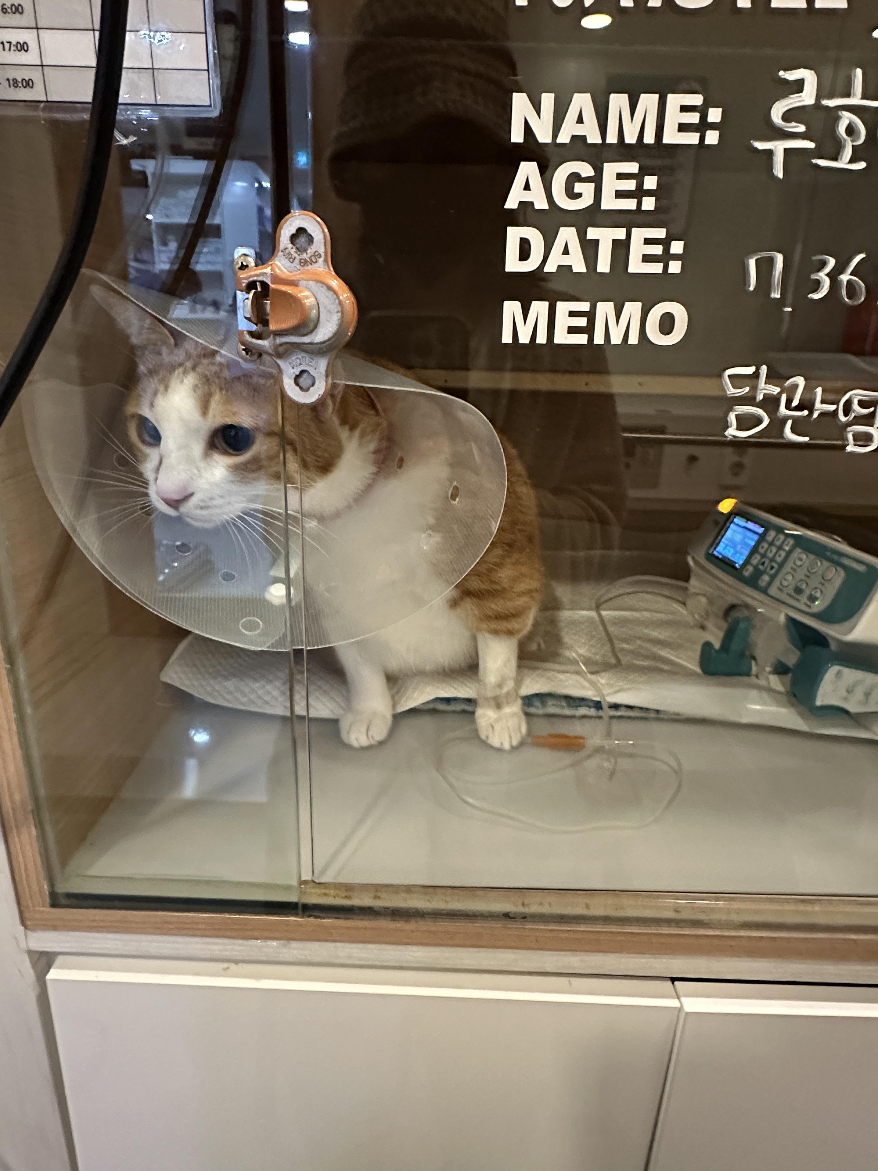 입원한_호야_고양이_담관염_췌장염_3