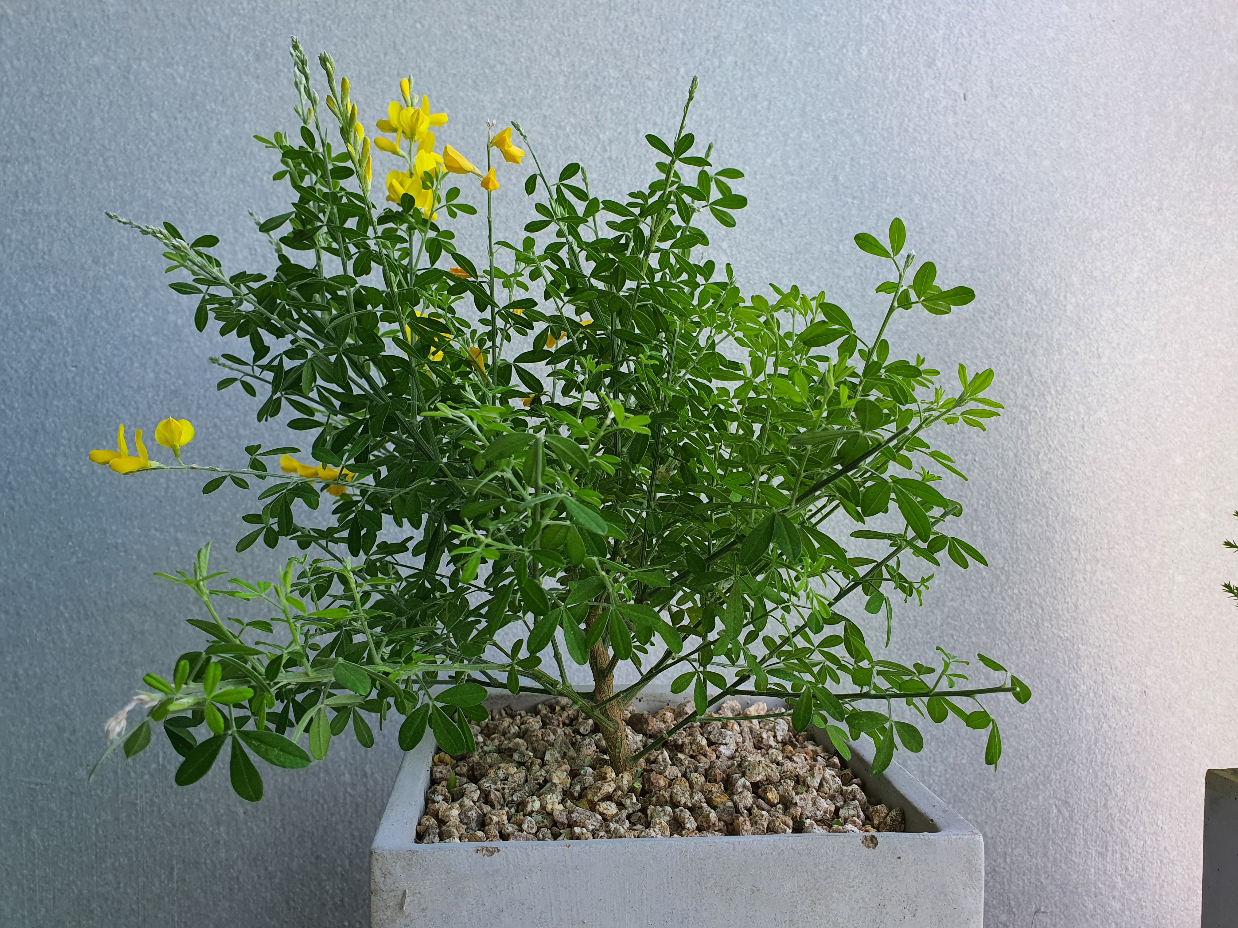 애니시다-2021.04.25.