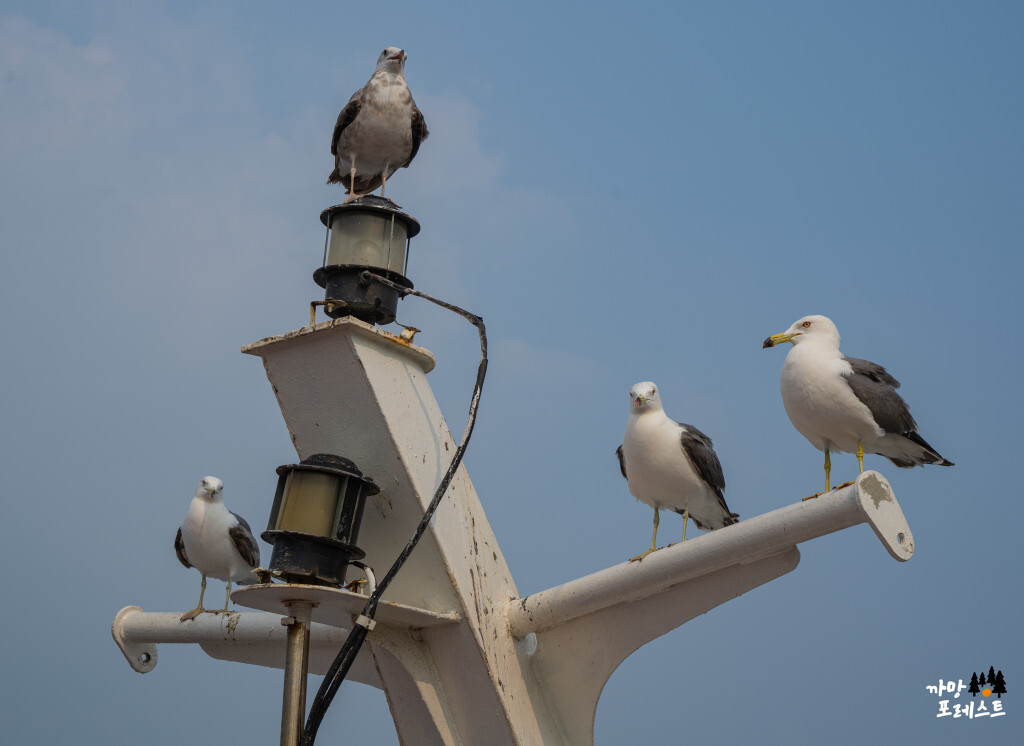 한강 유람선 이크루즈 갈매기