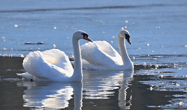 햇살이 반짝거리는 호수에 하얀색의 두 마리 백조가 나란히 헤엄치고 있다.