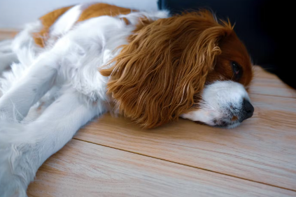 치료가 필요한 증상
