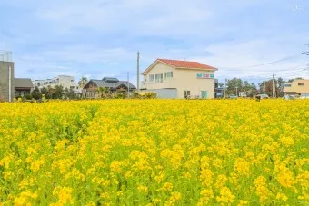 제주 유채꽃 개화 시기 봄 여행 필수 코스_13