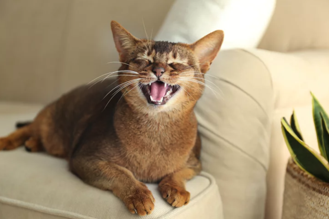 고양이가 주인에게 하는 의사소통