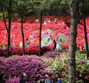 철쭉이 흐드러지는 봄날, 2025 군포 철쭉축제