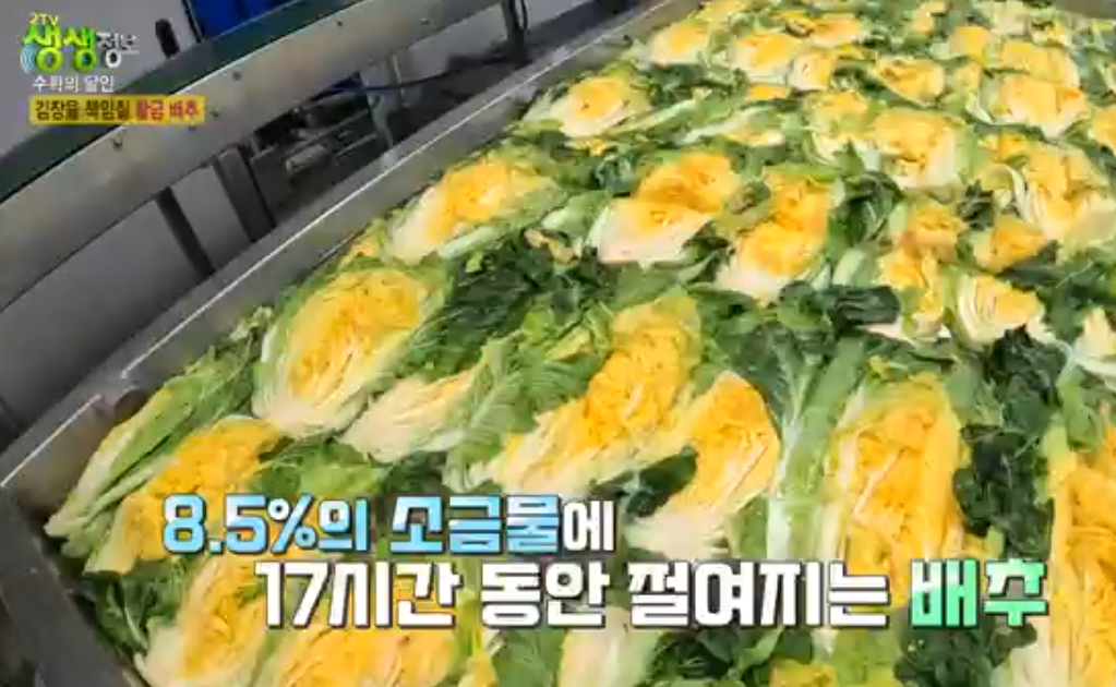 솔바위농장 해남배추