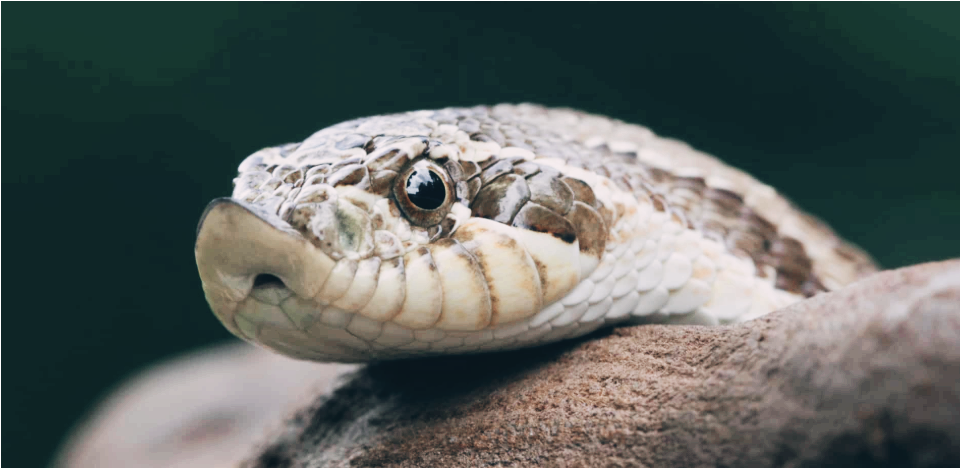 서부-코브라뱀1