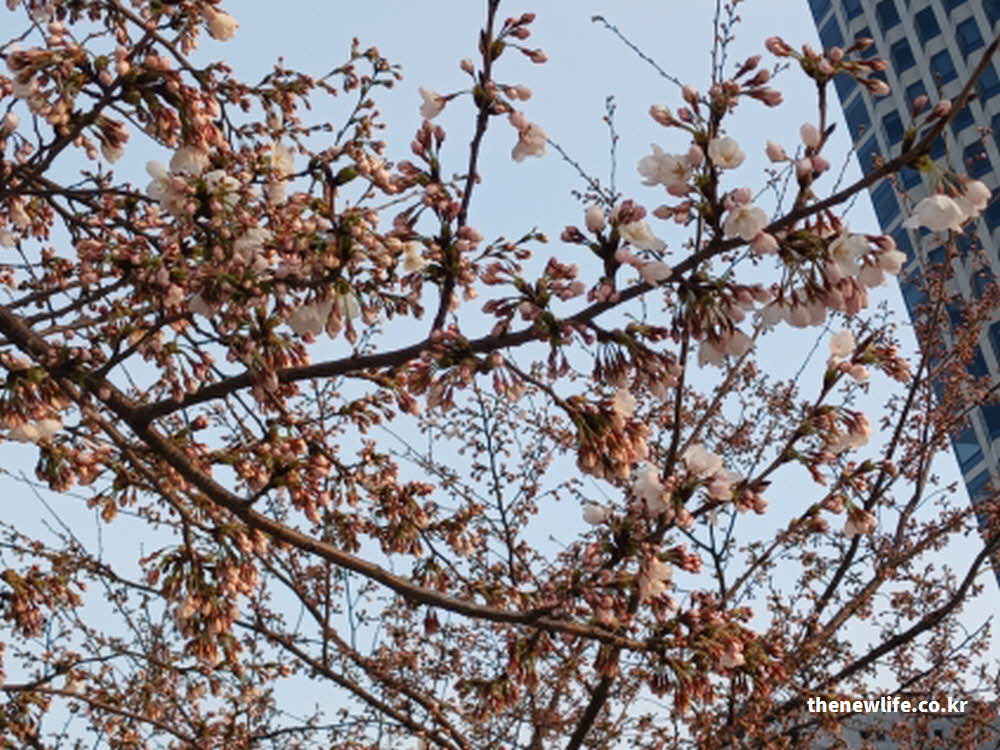 2026년 여의도 벚꽃 개화 현황 사진