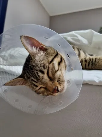 고양이 중성화 비용 수술시기 관리_13