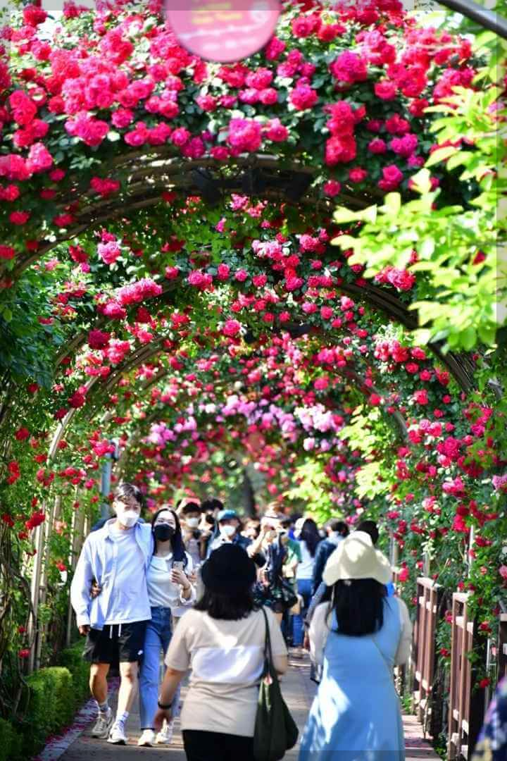 서울장미축제 가는길 교통통제안내