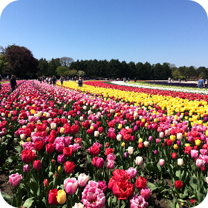 튤립축제 이미지