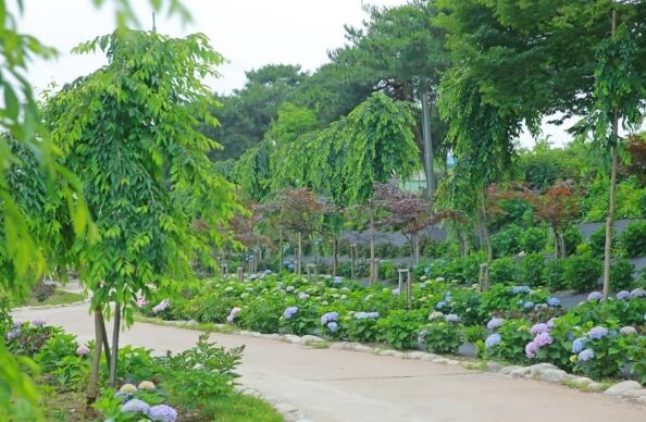 공주 유구 색동수국정원 꽃 축제-수국3