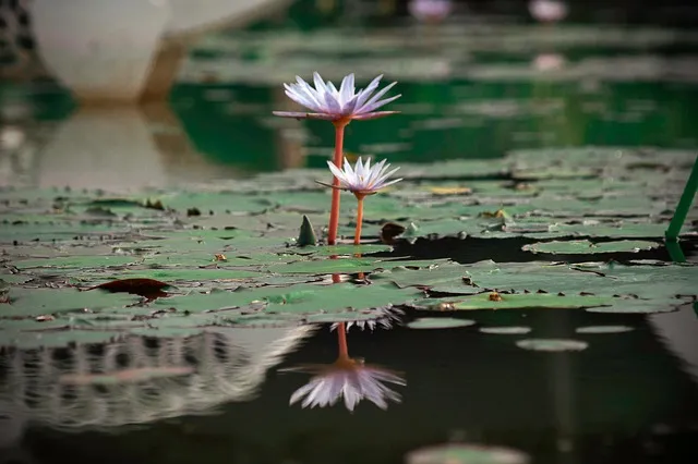 시흥 가볼만한곳 베스트10 현지인 추천 필수코스_8