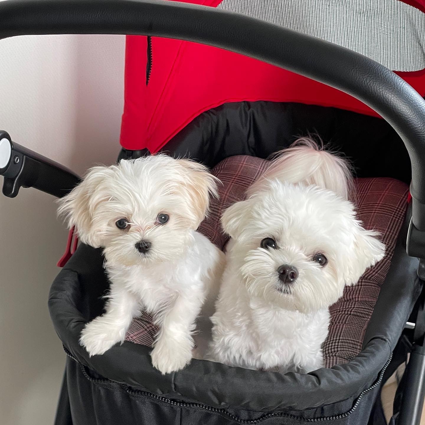 두마리-강아지를-키우는-다견가구의-모습