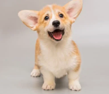 강아지 분리불안 예방, 혼자 놀기 훈련법은?