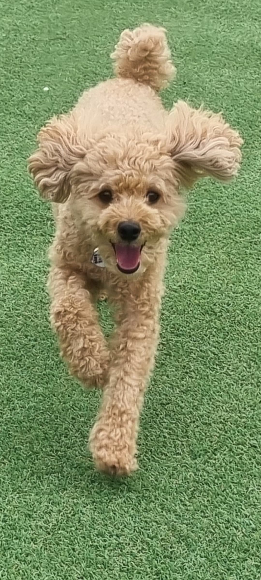 강아지의 사회성 유지: 나이가 들어도 즐거운 관계 맺기 비법