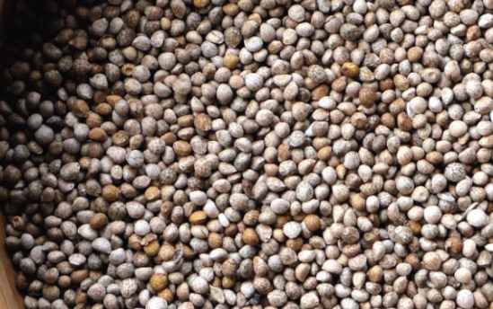 들깨 심는시기(파종시기, 심기방법, 재배방법, 수확하기) 깻잎키우기 총정리!