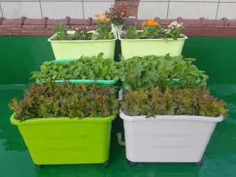 베란다 상자텃밭 상추 루꼴라 방울토마토 허브 모음 재배_7