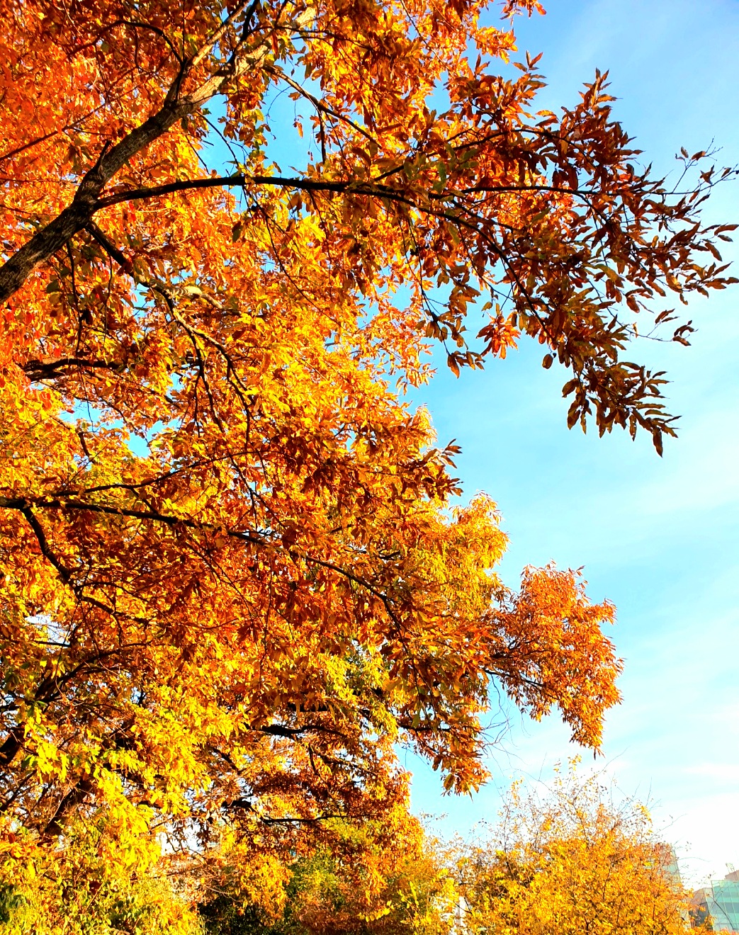 가을-하늘도-감상했어요.