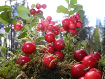 링곤베리 효능 및 영양소, 가격