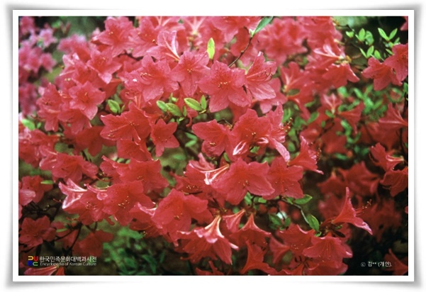 &quot;영산홍&quot; 봄날을 물들이는 활짝 핀 주홍빛 유혹의 매혹적인 꽃!