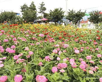 평창 백일홍 축제_37