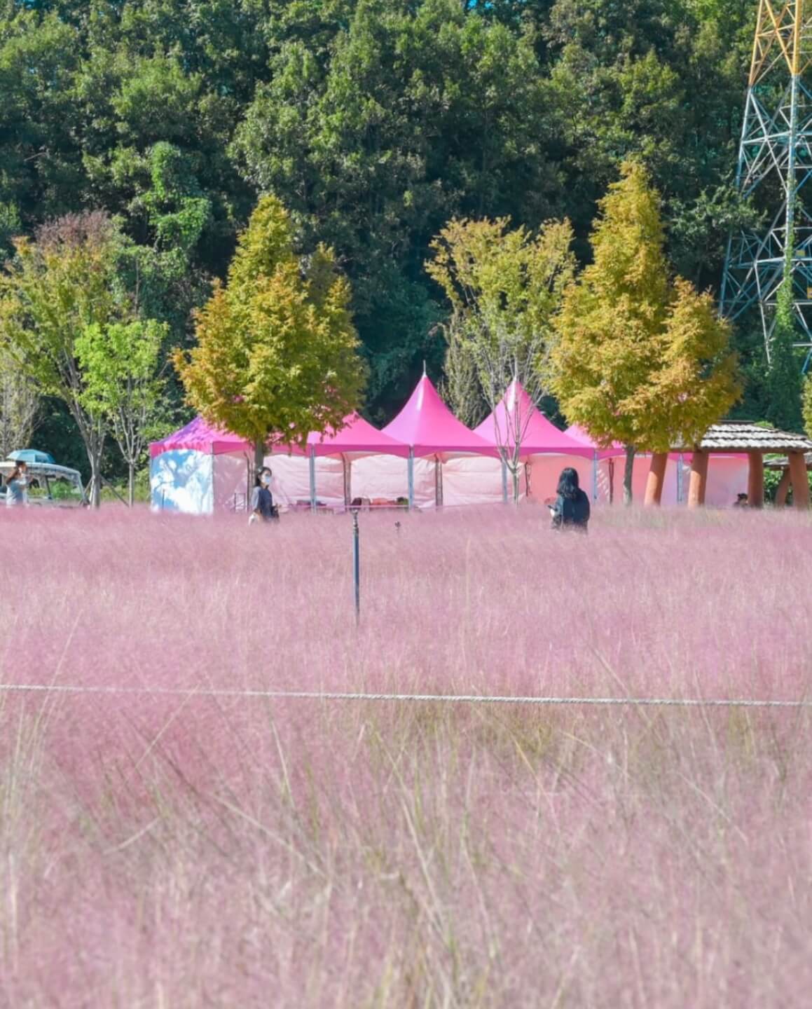 신소양 체육공원의 핑크뮬리