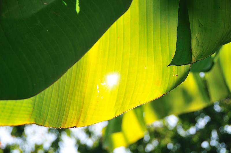 바나바잎 효능&amp;#44; 부작용&amp;#44; 먹는 법 알아보기