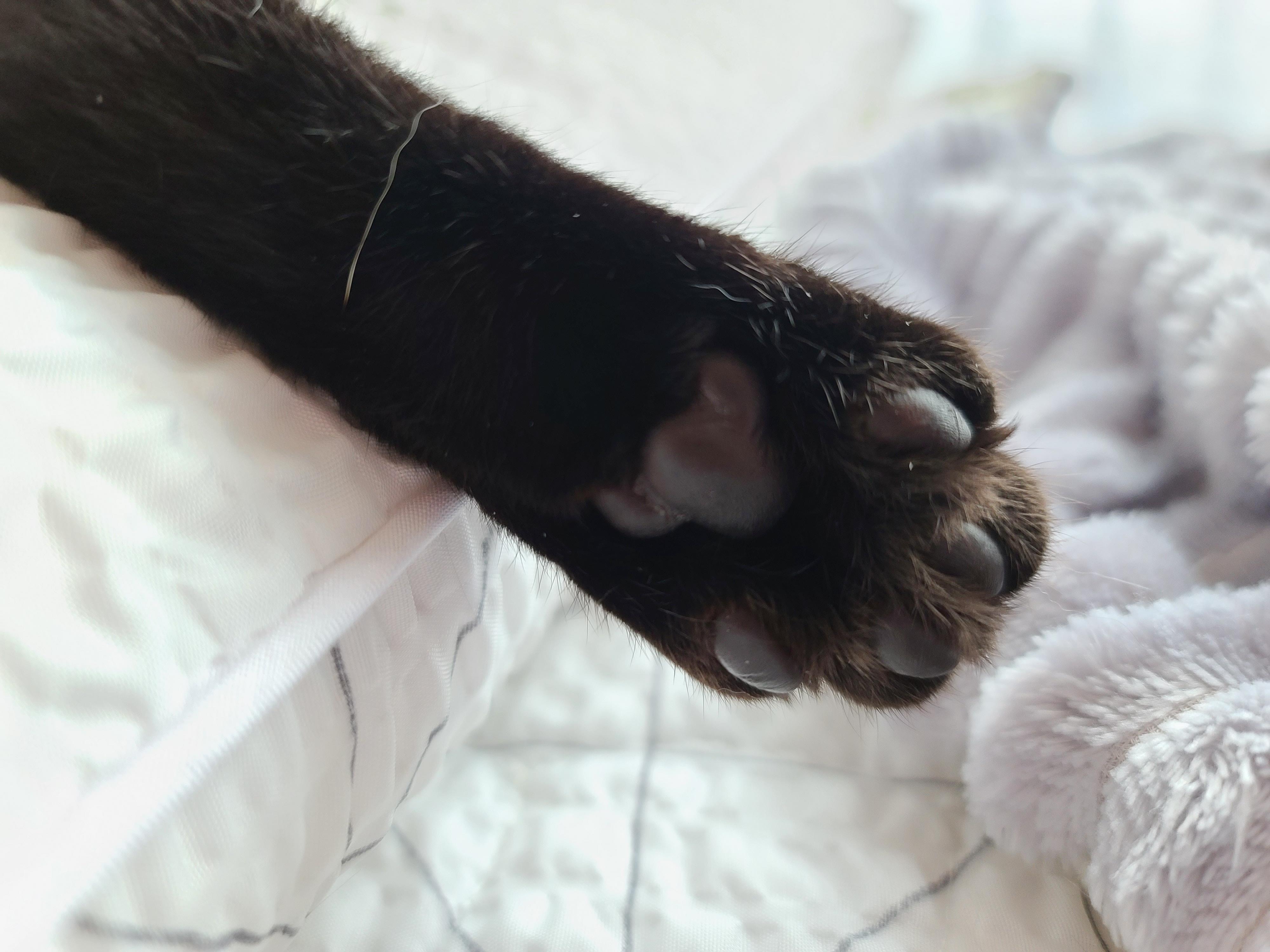 내가 개인적으로 좋아하는 우리집고양이들 사진과 영상.