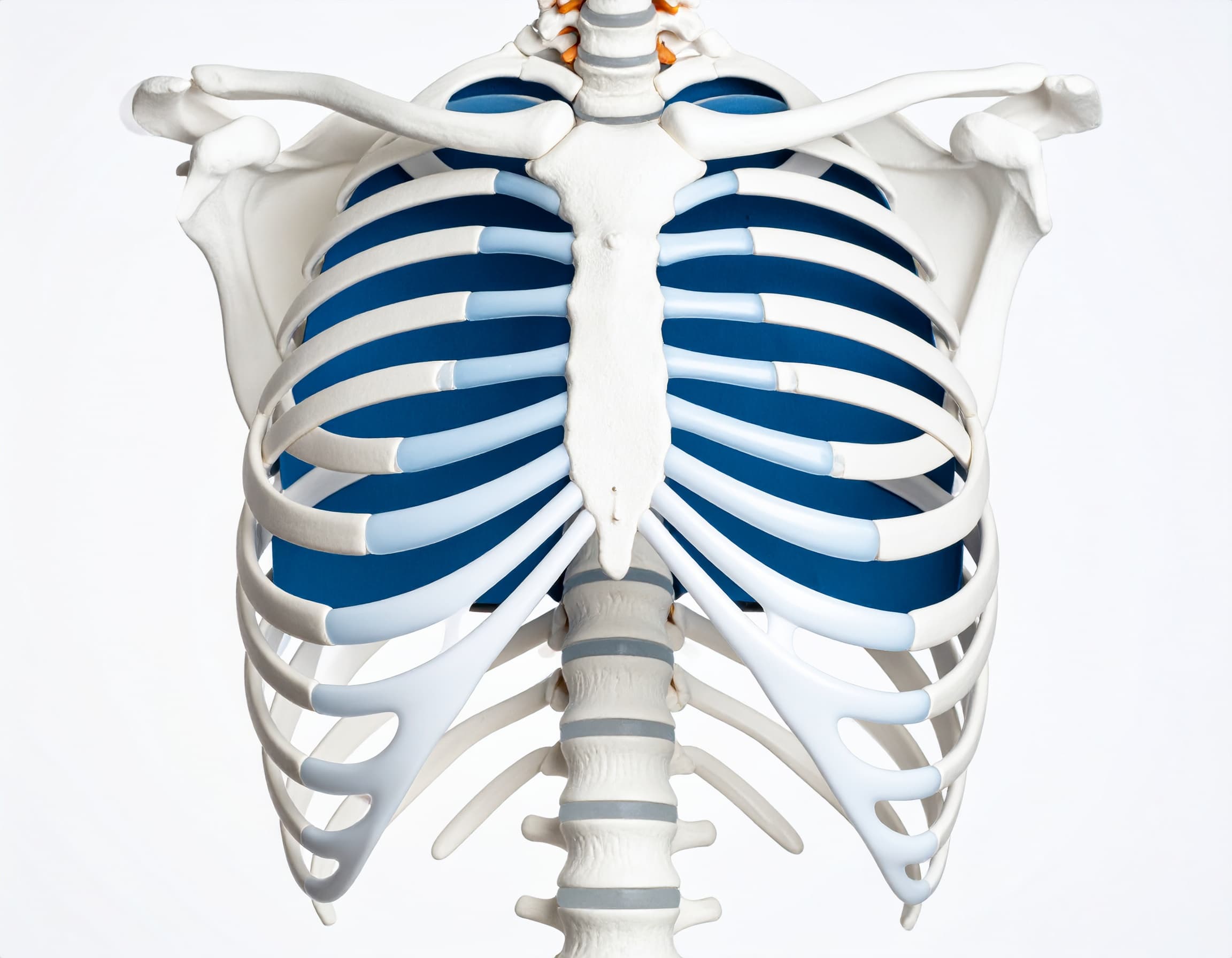 흉곽 과 흉근의 연결: 상체 건강과 운동을 위한 해부학적 이해