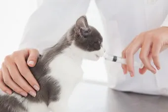 고양이 빈혈 증상 치료_7