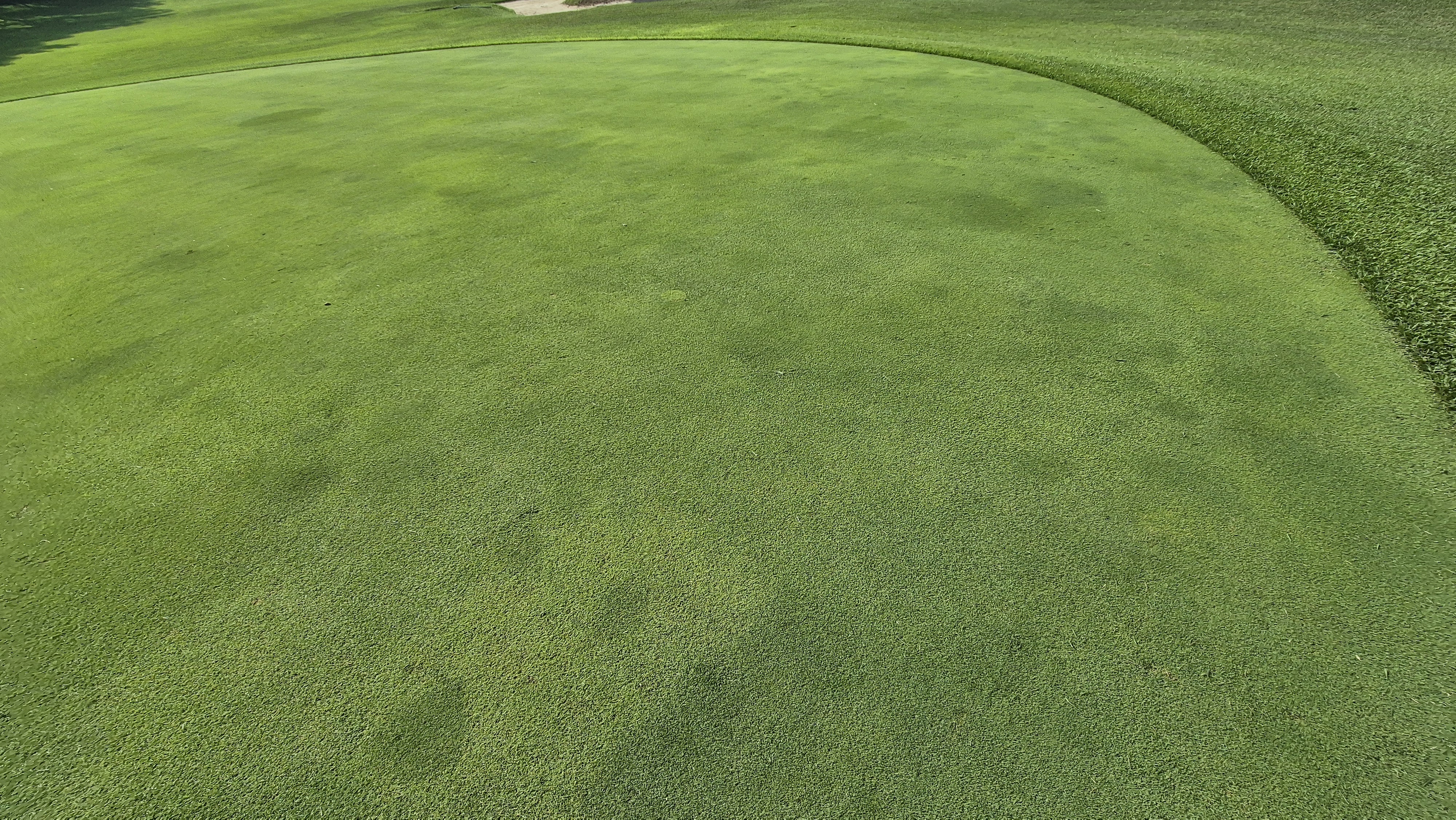 도고cc 그린 관리상태