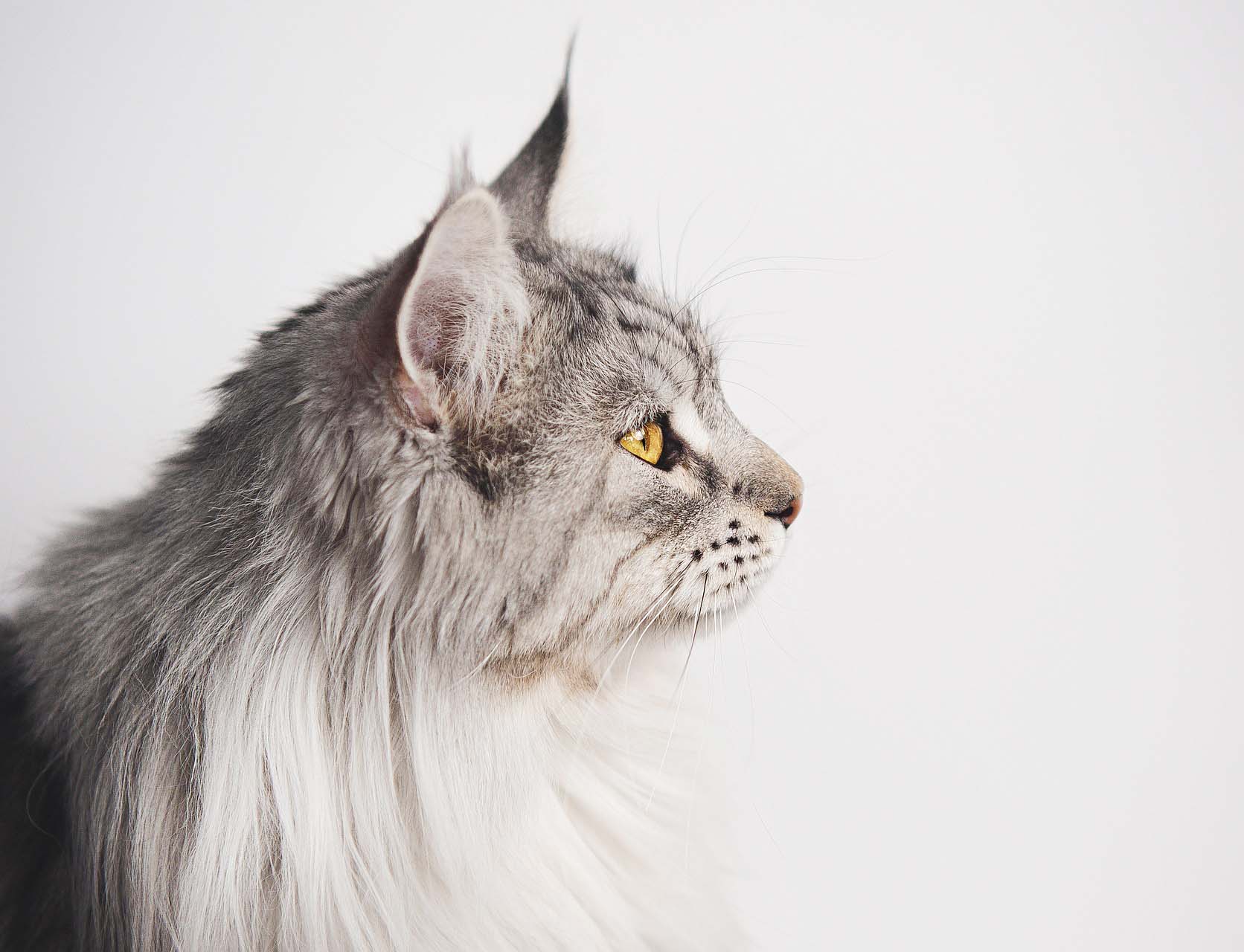 유럽 캣쇼 품종 메인쿤 고양이