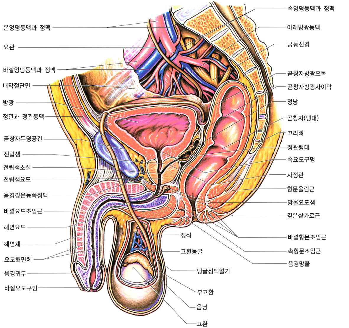 male_reproductive_sytem