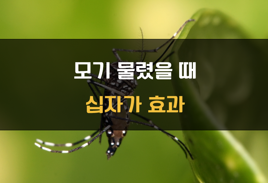 모기 물린데 십자가