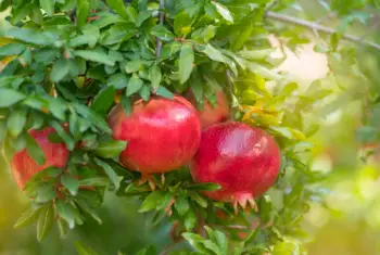 석류 가격 및 효능&amp;#44; 영양성분과 부작용