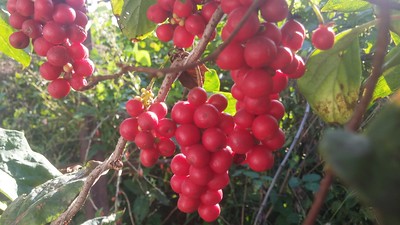 오미자차효능베스트7