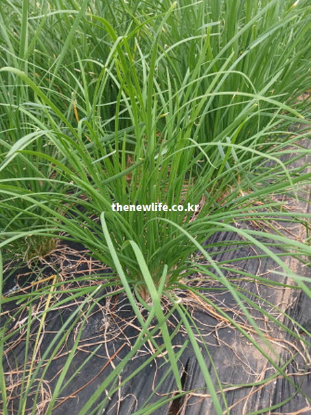 만성 피로를 해결하고 젖산을 분해하여 컨디션을 회복시키는 천연 자양강장제 부추밭 실사진