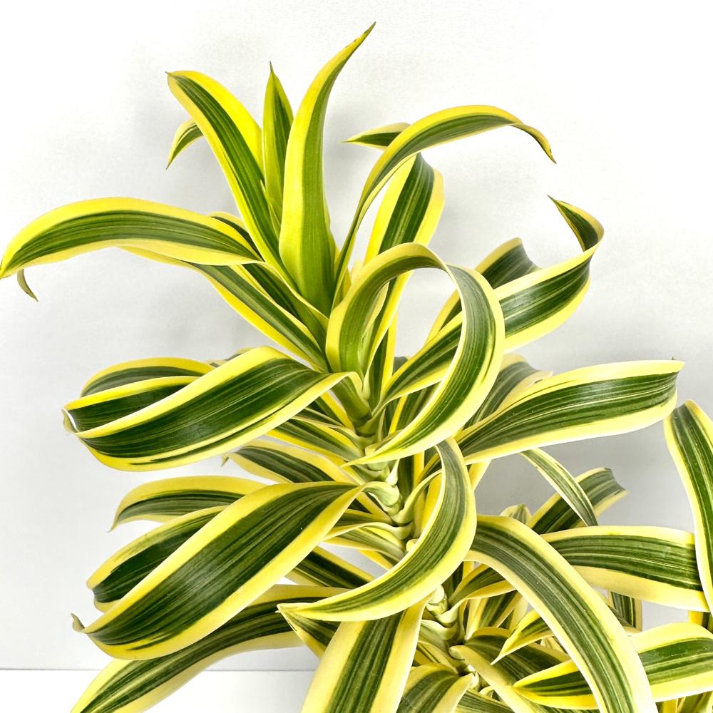 송오브인디아 키우기, 가지치기, 꽃말