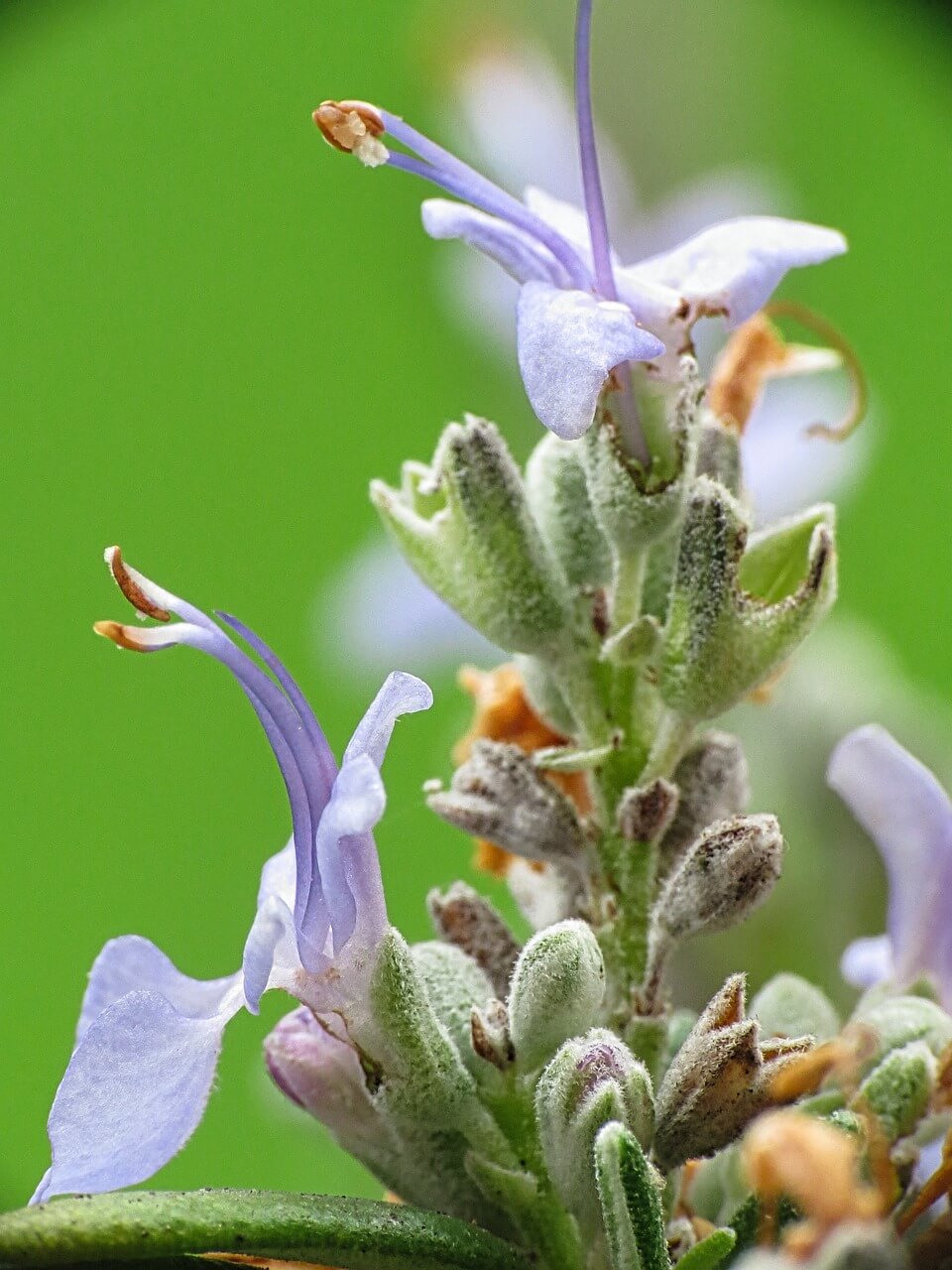 학습 공간별 꽃 추천
