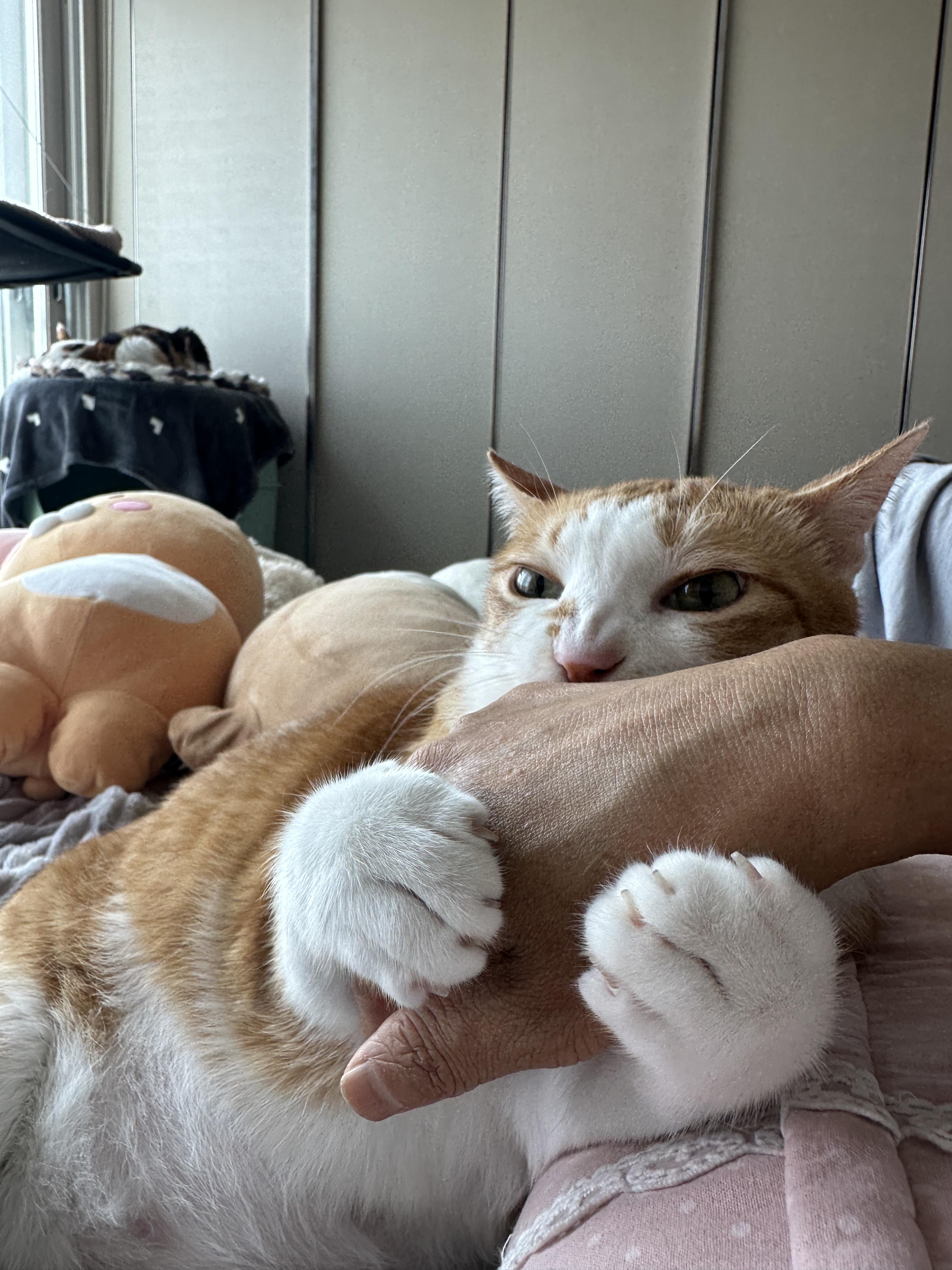 엄마_손을_움켜쥐고_물고_있는_호야_3