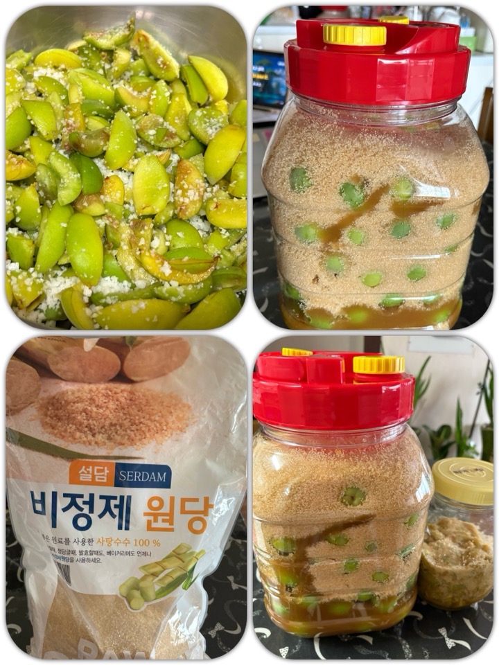 초보자의 매실청 매실장아찌 담그기 도전기