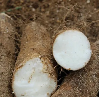 마 효능 보관법 먹는법 마즙 만들기까지 종합 가이드_13
