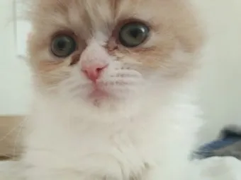 고양이가 눈물 흘리는 이유 눈물관리 가이드_20