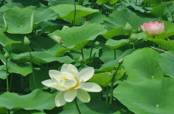 세미원 연꽃축제 연꽃문화제_11