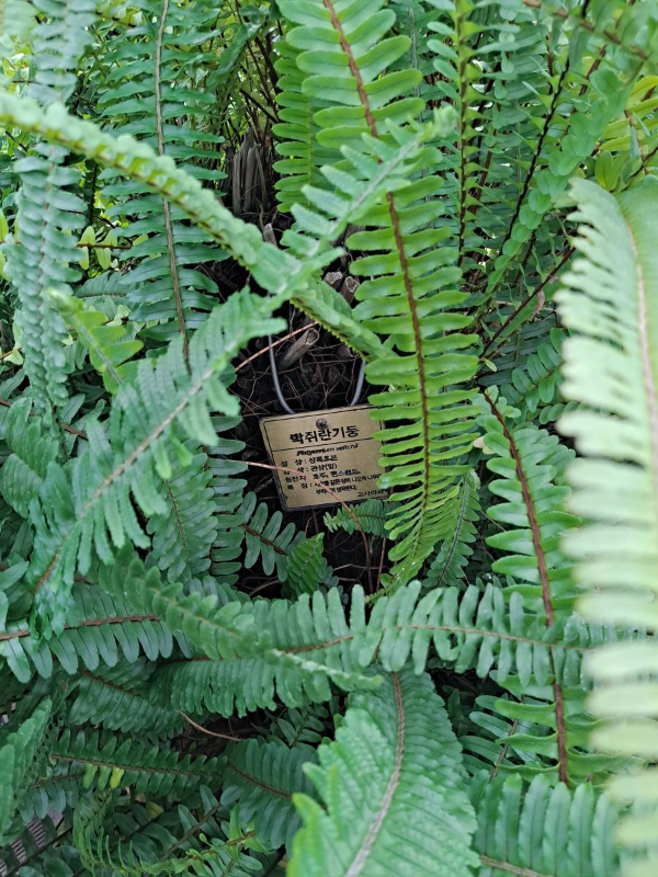 온실 박쥐란기둥